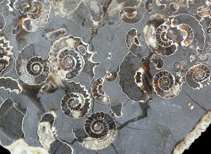 Polished Ammonite Fossil Slab - Marston Magna Marble #49600